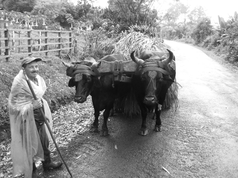 Oxcart
