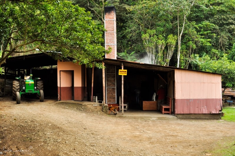Trapiche