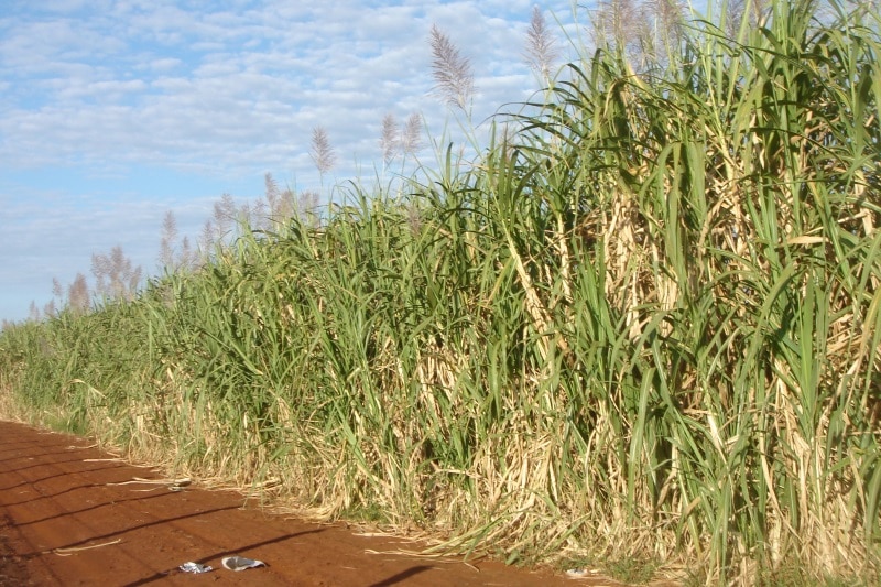 Sugarcane