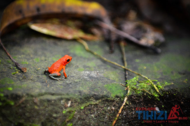 blue jean frog