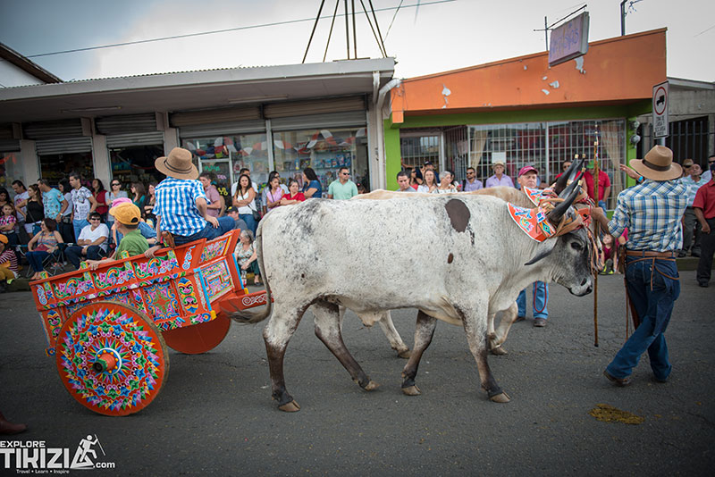 Oxcart cow parade