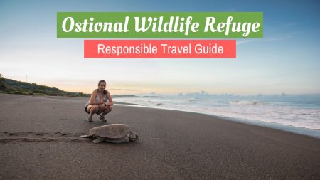 Traveler with olive ridley sea turtle at Ostional Wildlife Refuge in Costa Rica – Responsible Travel Guide