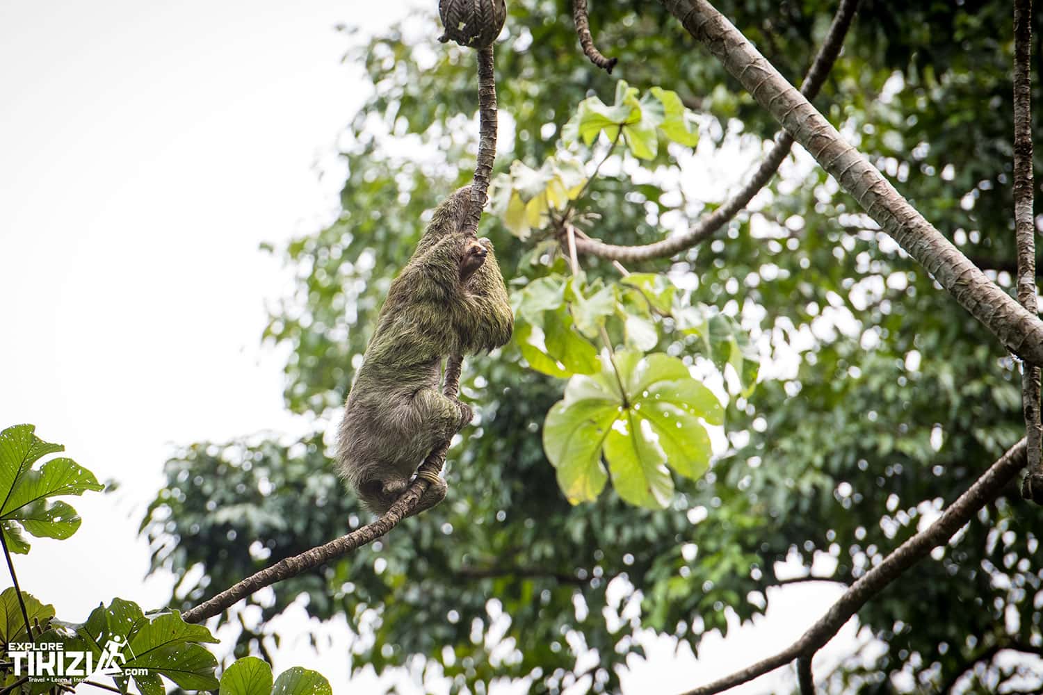 three toed sloth in Manuel Antonio National Park